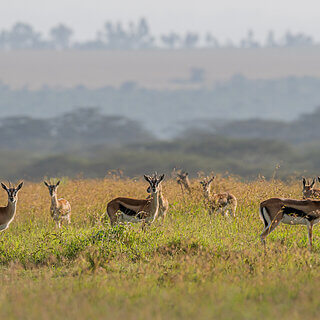 Solio - Thomsongazelle